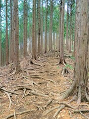 高尾山の森林