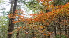 紅葉がきてますね