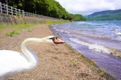 よろしく