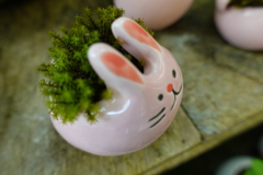 背中に森