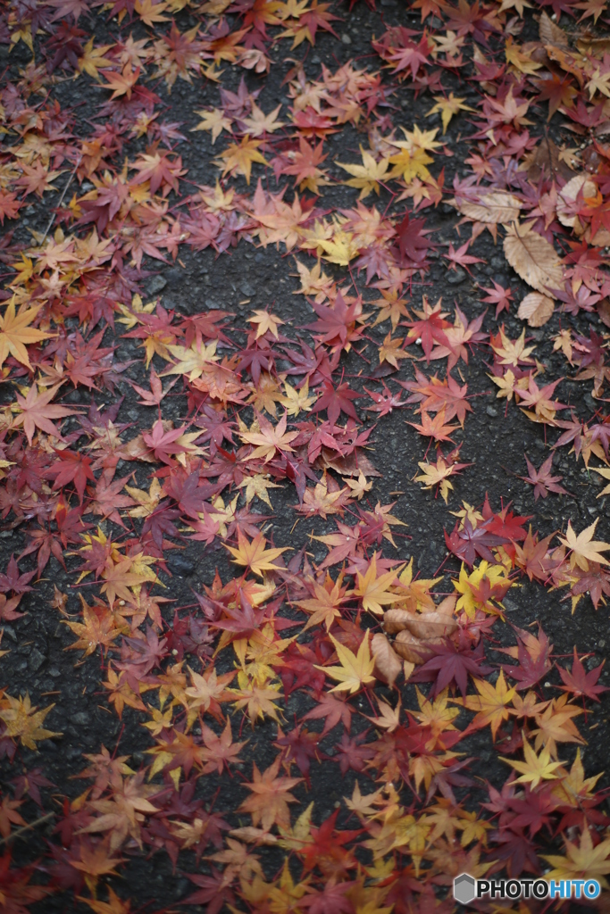 昭和公園　もみじのあしあと