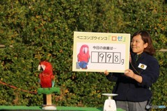 インコのロゼ　体重チェック