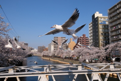 大岡川の桜