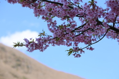 湯河原　梅園　幕山