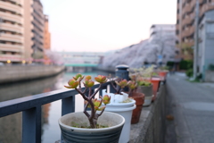 大岡川の桜