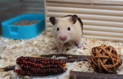 おはよ　ハムスターのクマです