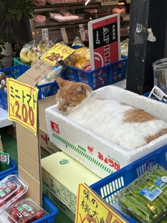 ねこ店長起きてよ〜