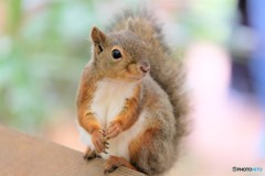ふとっちょのリス うぇ～食べ過ぎだっちゅ〜の!