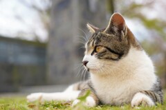 弘法山のにゃんこ