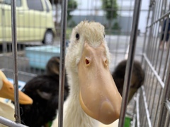 お迎えしてくれないとどんどん大きくなっちゃう