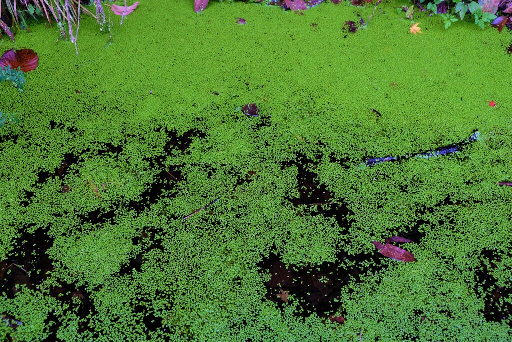 浮草？