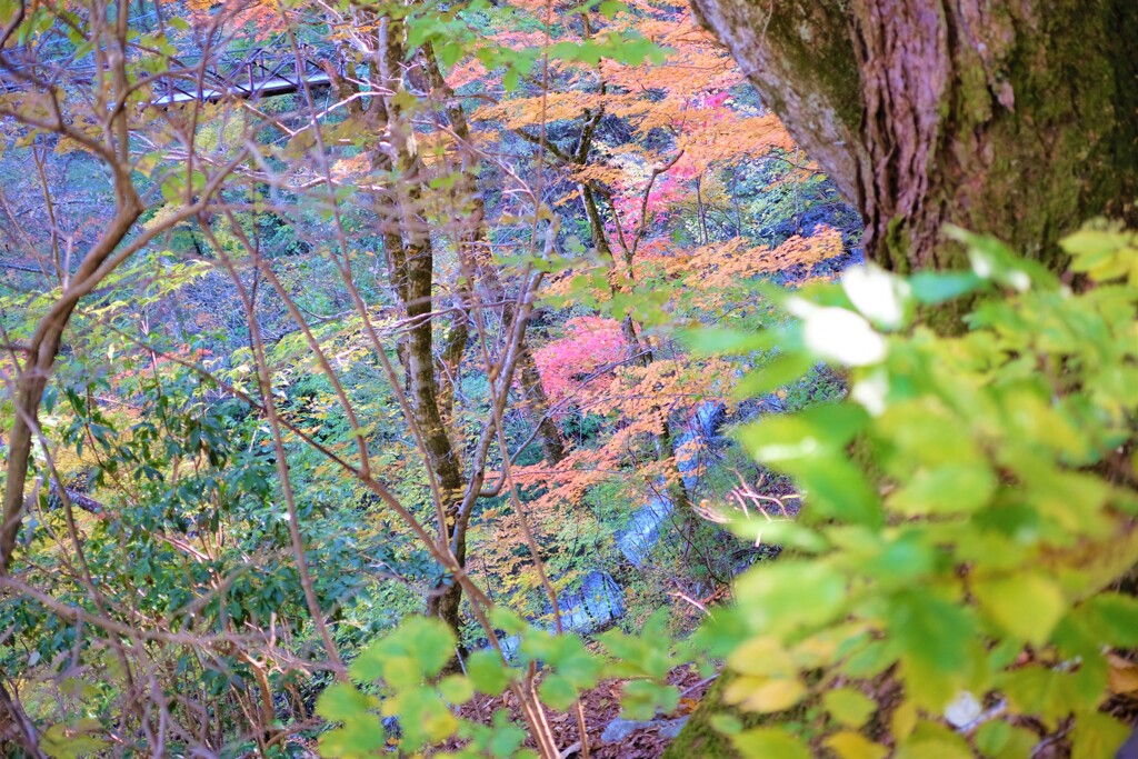 滝も紅葉