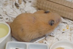 ハムちゃんを空撮