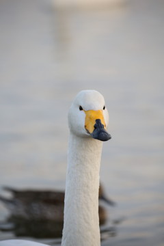 北浦の白鳥さん