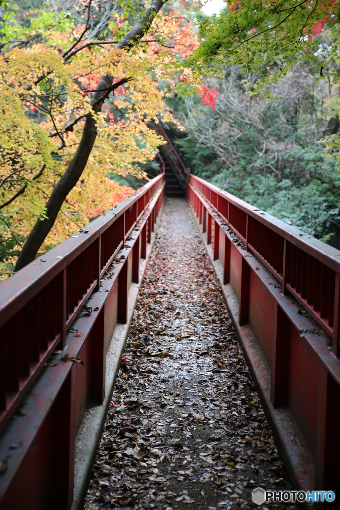 亀山湖　紅葉狩り　紅葉