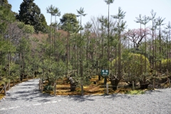 龍安寺
