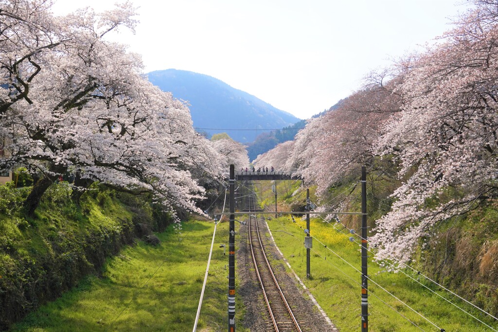山北の桜はこんな感じ・・・