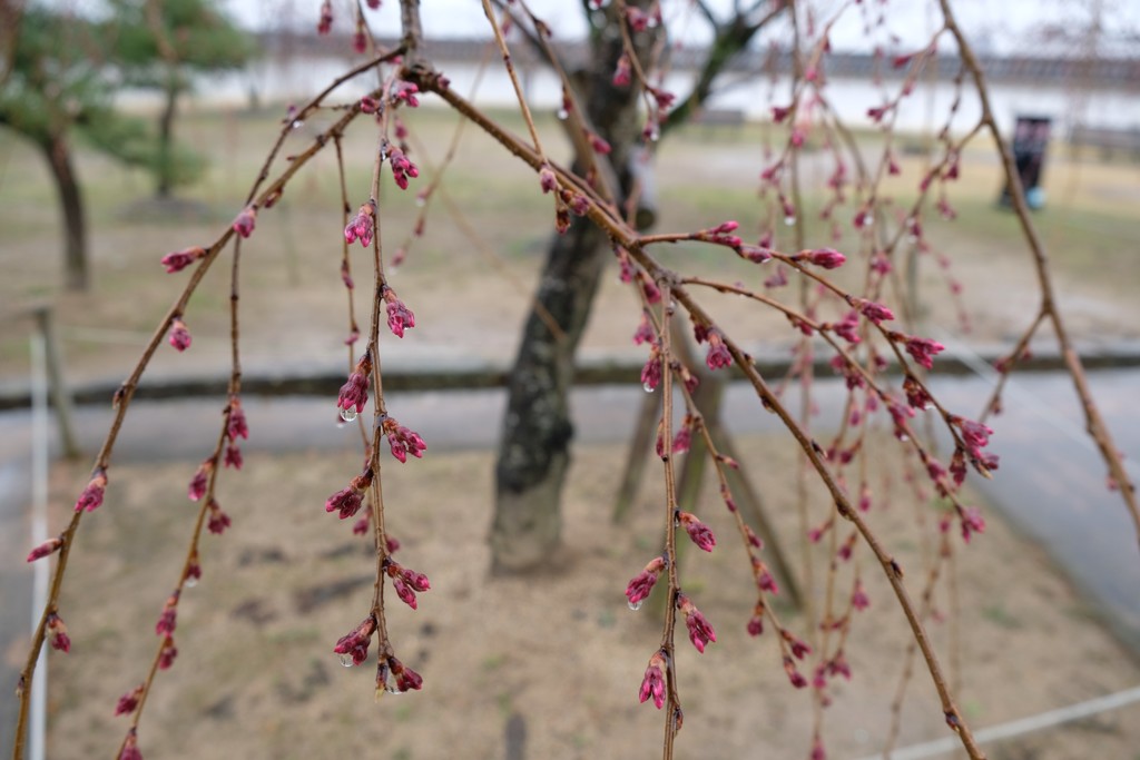 桜のつぼみ　in 姫路城