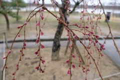 桜のつぼみ　in 姫路城