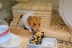 ボーナス発見