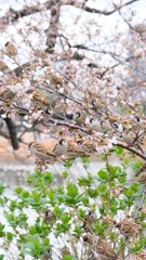 上野動物園さくら