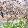 上野動物園さくら