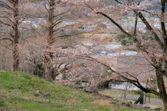 津久井湖桜まつり