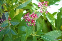何の花だろう？
