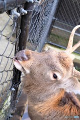 弥彦神社のシンロクです 物欲には勝てませんエサ買ってきて