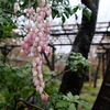京都にて