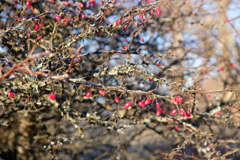 冬山