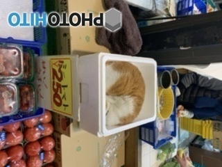 めいちゃん　コロナウイルス怖いから隠れてるって