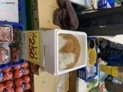 めいちゃん　コロナウイルス怖いから隠れてるって
