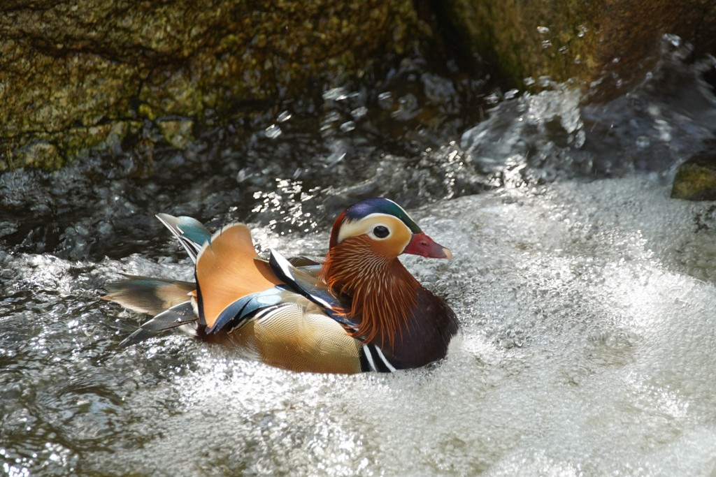 オシドリ