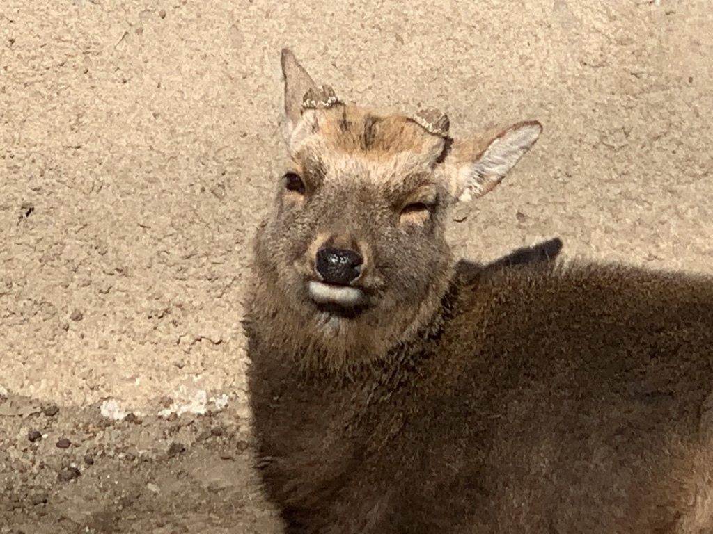 叱らないで鹿だけに