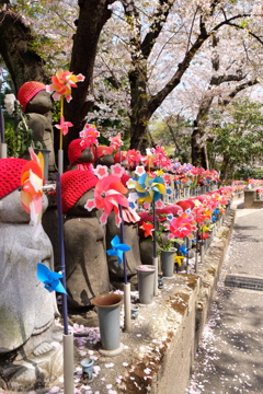 増上寺のサクラも満開