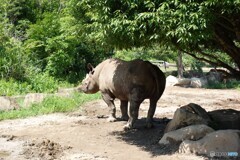 サイですね
