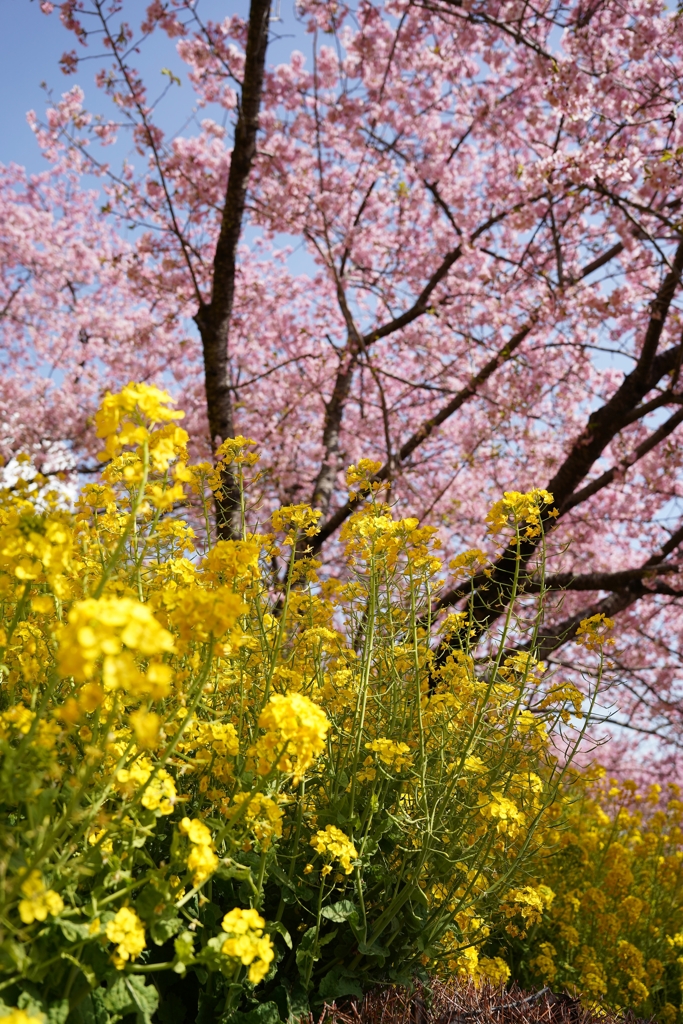 松田山の河津桜