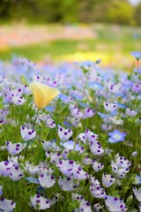 花真っ盛り