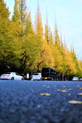 いちょう祭り