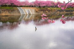 ウミウも花見