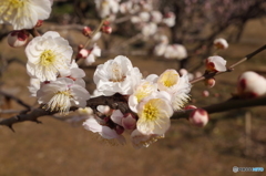 旧芝離宮恩賜庭園