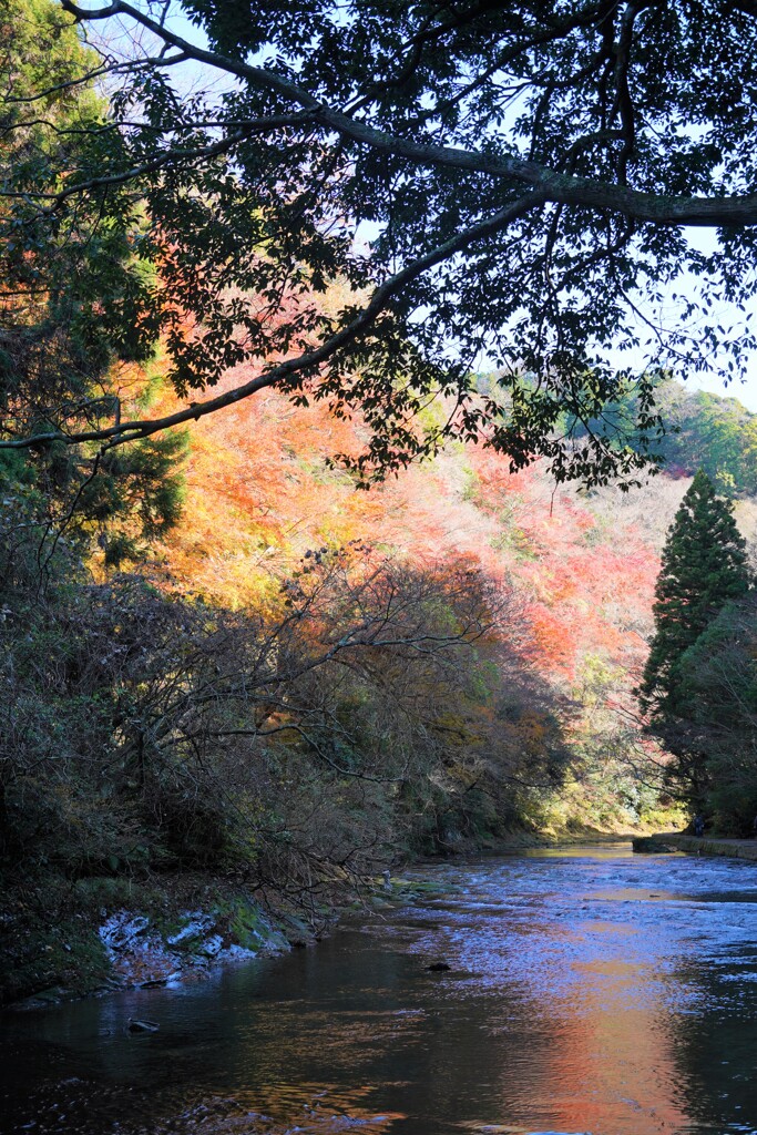 養老渓谷の紅葉8
