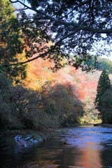 養老渓谷の紅葉8