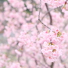 河津にて