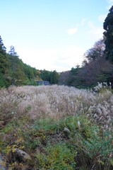 すすき