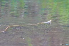 シマヘビも泳ぎだす