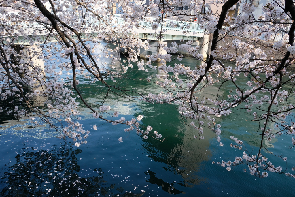 大岡川の桜