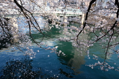 大岡川の桜