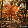 渋沢丘陵  頭高山の紅葉